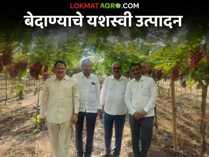 Latest News grape farming Successful production of Bedana in talegoan village of Nashik see details | Bedana Production : नाशिकमध्ये बेदाण्याचे यशस्वी उत्पादन; अफगाणिस्तानच्या बेदाण्यापेक्षा चांगला गोडवा Latest News grape farming Successful production of Bedana in talegoan village of Nashik see details | Bedana Production : नाशिकमध्ये बेदाण्याचे यशस्वी उत्पादन; अफगाणिस्तानच्या बेदाण्यापेक्षा चांगला गोडवा