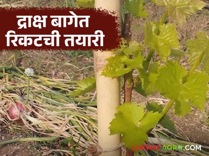 Latest News draksh bag rikat Preparing for ricket in new grape farm read in detail | Draksh Bag Rikat : नवीन द्राक्ष बागेमध्ये रिकटची तयार करताय, 'ही' बातमी तुमच्यासाठी, वाचा सविस्तर Latest News draksh bag rikat Preparing for ricket in new grape farm read in detail | Draksh Bag Rikat : नवीन द्राक्ष बागेमध्ये रिकटची तयार करताय, 'ही' बातमी तुमच्यासाठी, वाचा सविस्तर
