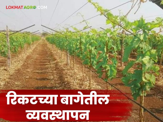 Latest News Draksh Bag Management Keep these things in mind when managing grape farm after pruning, read in detail | Draksh Bag Management : रिकटनंतर द्राक्ष बागेतील व्यवस्थापन 'या' गोष्टी लक्षात ठेवा, वाचा सविस्तर  Latest News Draksh Bag Management Keep these things in mind when managing grape farm after pruning, read in detail | Draksh Bag Management : रिकटनंतर द्राक्ष बागेतील व्यवस्थापन 'या' गोष्टी लक्षात ठेवा, वाचा सविस्तर