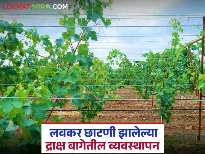 Latest News Draksh Bag Chatani How to manage grape farm that has been pruned early Read in detail | Drakh Bag Chatani : लवकर छाटणी झालेल्या द्राक्ष बागेतील व्यवस्थापन कसे करावे? वाचा सविस्तर 