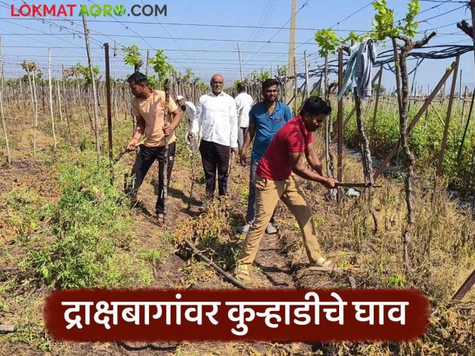 Latest news Grape Farming Financial crisis on grape farmers in nashik district | कर्ज काढलं, दोन एकर बाग लावली, 10 लाखांचा खर्च आला, एक रुपयाही नाही मिळाला! Latest news Grape Farming Financial crisis on grape farmers in nashik district | कर्ज काढलं, दोन एकर बाग लावली, 10 लाखांचा खर्च आला, एक रुपयाही नाही मिळाला!