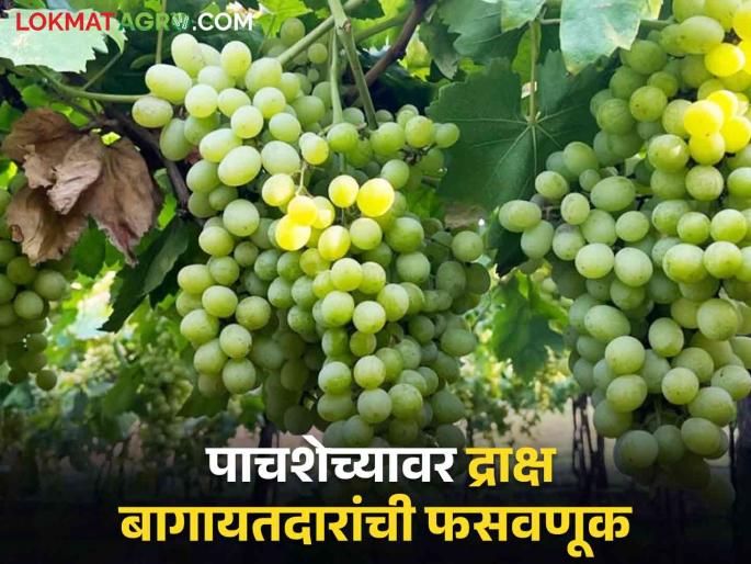 Latest News Grape Exporters Fraud cheated grape producers of 50 crores in maharashtra Read in detail  | Grape Exporters Fraud : द्राक्ष उत्पादकांची 50 कोटींची फसवणूक करणारे 'ते' व्यापारी कोण? वाचा सविस्तर  Latest News Grape Exporters Fraud cheated grape producers of 50 crores in maharashtra Read in detail  | Grape Exporters Fraud : द्राक्ष उत्पादकांची 50 कोटींची फसवणूक करणारे 'ते' व्यापारी कोण? वाचा सविस्तर