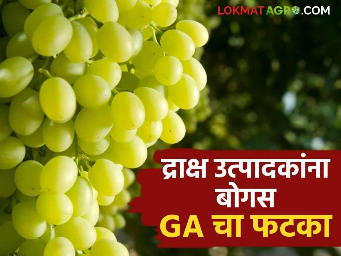 Grape GA Issue 10 crore loss to Nashik grape growers due to exorbitant price of gibralic acid Know in detail  | Grape GA Issue : नाशिकच्या द्राक्ष उत्पादकांना GA मुळे दहा कोटींचा फटका कसा बसला? जाणून घ्या सविस्तर  Grape GA Issue 10 crore loss to Nashik grape growers due to exorbitant price of gibralic acid Know in detail  | Grape GA Issue : नाशिकच्या द्राक्ष उत्पादकांना GA मुळे दहा कोटींचा फटका कसा बसला? जाणून घ्या सविस्तर