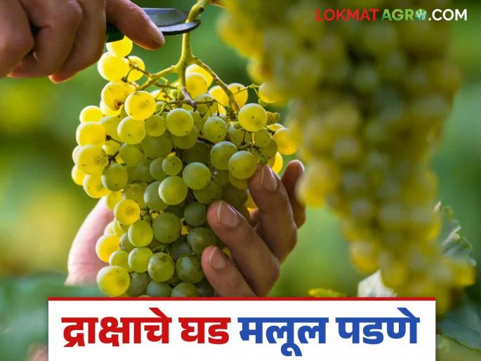 Latest news Grape Season Why do grape bunches fall loose see reason and solution read detail | Grape Farming : द्राक्षातील घड लूज का पडतात? त्यावर उपाय काय? जाणून घ्या सविस्तर  Latest news Grape Season Why do grape bunches fall loose see reason and solution read detail | Grape Farming : द्राक्षातील घड लूज का पडतात? त्यावर उपाय काय? जाणून घ्या सविस्तर