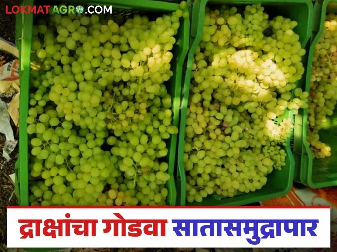 Latest news Nashik Grape Export 28 thousand tons of grapes exported from Nashik district, read in detail | Nashik Grape Export : नाशिकच्या द्राक्षांचा गोडवा जागतिक बाजारात, 28 हजार टन द्राक्षांची निर्यात, वाचा सविस्तर  Latest news Nashik Grape Export 28 thousand tons of grapes exported from Nashik district, read in detail | Nashik Grape Export : नाशिकच्या द्राक्षांचा गोडवा जागतिक बाजारात, 28 हजार टन द्राक्षांची निर्यात, वाचा सविस्तर