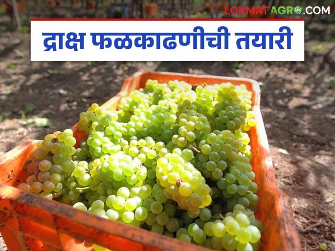 Latest news draksh kadhani Take care of 'these' things while harvesting grapes, know in detail | Grape Harvesting : द्राक्षांची काढणी करताना 'या' गोष्टींची काळजी घ्या, जाणून घ्या सविस्तर  Latest news draksh kadhani Take care of 'these' things while harvesting grapes, know in detail | Grape Harvesting : द्राक्षांची काढणी करताना 'या' गोष्टींची काळजी घ्या, जाणून घ्या सविस्तर