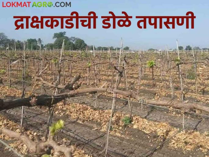 Latest News Grape Crop Management Inspection of microscopic production of grape stalks Know in detail  | Grape Crop Management : द्राक्षबागेतील काडीची डोळे तपासणी का गरजेची? जाणून घ्या सविस्तर  Latest News Grape Crop Management Inspection of microscopic production of grape stalks Know in detail  | Grape Crop Management : द्राक्षबागेतील काडीची डोळे तपासणी का गरजेची? जाणून घ्या सविस्तर