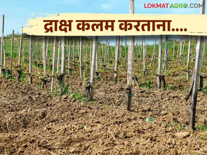 Latest news Grape grafting process before planting, know in detail | Grape Grafting : द्राक्ष कलम करताना काय काळजी घ्यावी? जाणून घ्या सविस्तर  Latest news Grape grafting process before planting, know in detail | Grape Grafting : द्राक्ष कलम करताना काय काळजी घ्यावी? जाणून घ्या सविस्तर