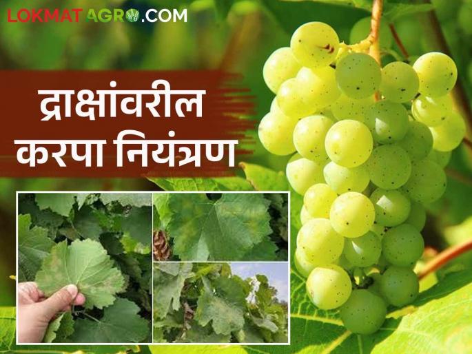 Latest News Draksh Karpa Niyatran How to control grapevine blight in grape Farm Read in detail | Draksh Karpa : द्राक्ष बागेवरील करपा रोगाचे नियंत्रण कसे कराल? वाचा सविस्तर 