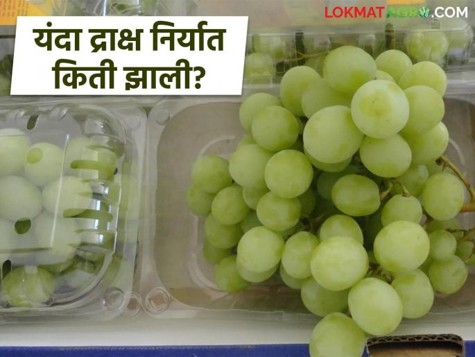Latest News Draksh Niryat How much grape export from Nashik district in 2025 | यंदा द्राक्ष निर्यात किती झाली? परकीय चलन किती आले? भाव कसा मिळाला? 