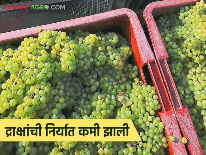 Latest News Draksh Niryat This year, exports of grapes are 383 metric tons less than last year | Draksh Niryat : मागील वर्षी द्राक्षांचे 63 कंटेनर गेले, यंदा किती कंटेनर गेले, किती प्लॉटची बुकिंग झाली Latest News Draksh Niryat This year, exports of grapes are 383 metric tons less than last year | Draksh Niryat : मागील वर्षी द्राक्षांचे 63 कंटेनर गेले, यंदा किती कंटेनर गेले, किती प्लॉटची बुकिंग झाली