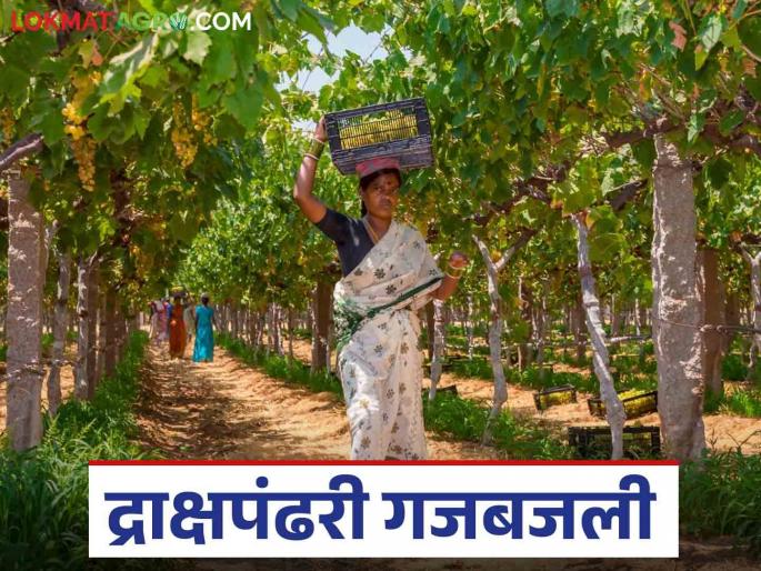 Latest News Nashik Grapes Grape season begins in Nashik district, 07 thousand tons of grapes exported in three months | Nashik Grapes Season : नाशिक जिल्ह्यात द्राक्ष हंगाम सुरू, तीन महिन्यात 07 हजार 563 टन द्राक्षांची निर्यात Latest News Nashik Grapes Grape season begins in Nashik district, 07 thousand tons of grapes exported in three months | Nashik Grapes Season : नाशिक जिल्ह्यात द्राक्ष हंगाम सुरू, तीन महिन्यात 07 हजार 563 टन द्राक्षांची निर्यात