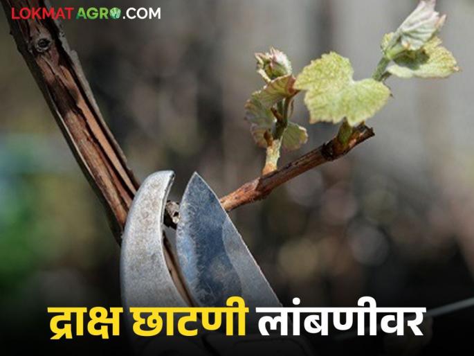 Latest News Draksh Chatani Hangam Grape pruning delayed due to continuous rain in nashik | ज्यांनी छाटण्या केल्या, त्यांच्या द्राक्ष बागेमध्ये घड नाही, सततचा पावसामुळे शेतकरी चिंतेत  