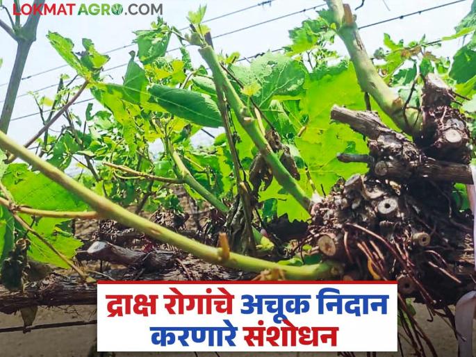Latest News Research to accurately diagnose grape diseases, see nature of research see details | Research Grape Diseases : द्राक्ष रोगांचे अचूक निदान करणारे संशोधन, नेमकं काय आहे संशोधनाचे स्वरूप  Latest News Research to accurately diagnose grape diseases, see nature of research see details | Research Grape Diseases : द्राक्ष रोगांचे अचूक निदान करणारे संशोधन, नेमकं काय आहे संशोधनाचे स्वरूप