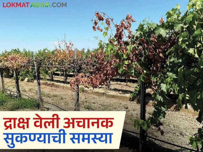 Latest News Draksh vel Sukane farmers experiencing problem with grape farms suddenly drying up Read in detail | Draksh Veli Sukane : द्राक्ष वेली अचानक सुकण्याची समस्या येत असेल काय कराल? वाचा सविस्तर 