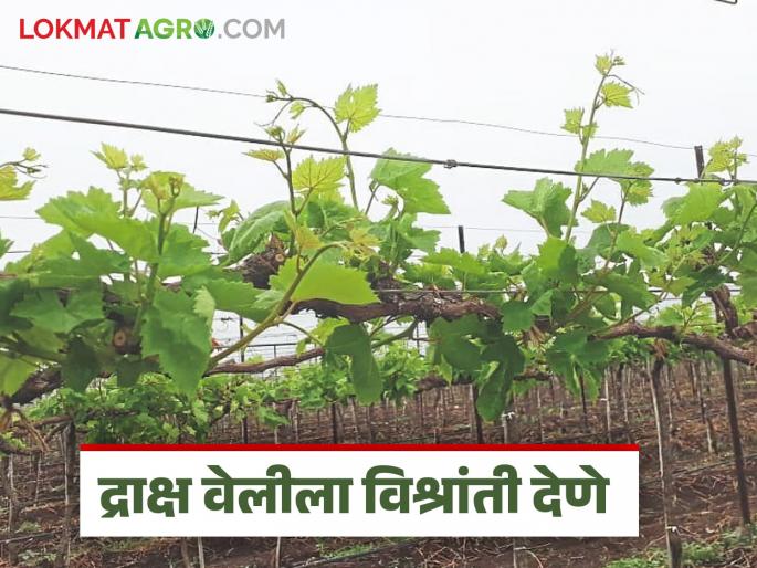 Latest News Grape Farming necessary to provide proper rest for grape farming Read in detail | Grape Farming : द्राक्ष वेलींसाठी विश्रांती देणे का आवश्यक असते? वाचा सविस्तर  Latest News Grape Farming necessary to provide proper rest for grape farming Read in detail | Grape Farming : द्राक्ष वेलींसाठी विश्रांती देणे का आवश्यक असते? वाचा सविस्तर