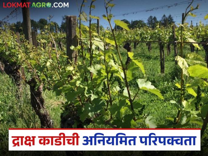 Latest news Draksh Kadi Irregularities in grape farming maturity how to solve this | द्राक्ष काडीच्या परिपक्वतेमध्ये अनियमितता का दिसून येते, उपाय काय करावा? Latest news Draksh Kadi Irregularities in grape farming maturity how to solve this | द्राक्ष काडीच्या परिपक्वतेमध्ये अनियमितता का दिसून येते, उपाय काय करावा?