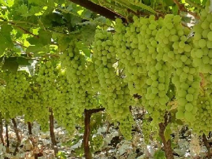 Plastic cover for protection of vineyards from hail, State Govt to provide subsidy | गारपिटीपासून द्राक्षबागांच्या संरक्षणासाठी प्लास्टिक कव्हर, राज्य शासन देणार अनुदान 