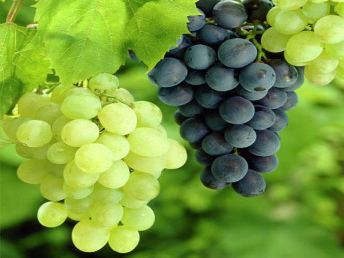 Grape exports declined by 10,000 tonnes; Decrease in production by 30-40% | द्राक्ष निर्यात १० हजार टनांनी घटली ; उत्पादनात ३० ते ४० टक्के घट Grape exports declined by 10,000 tonnes; Decrease in production by 30-40% | द्राक्ष निर्यात १० हजार टनांनी घटली ; उत्पादनात ३० ते ४० टक्के घट