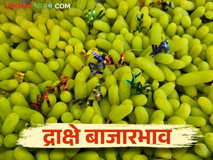 Draksh Bajar Bhav : Attempt to reduce grape traders' prices by fearing cloudy weather; How are they getting the price? | Draksh Bajar Bhav : ढगाळ हवामानाची भीती घालून द्राक्ष व्यापाऱ्यांचा दर पाडण्याचा प्रयत्न ; कसा मिळतोय दर? Draksh Bajar Bhav : Attempt to reduce grape traders' prices by fearing cloudy weather; How are they getting the price? | Draksh Bajar Bhav : ढगाळ हवामानाची भीती घालून द्राक्ष व्यापाऱ्यांचा दर पाडण्याचा प्रयत्न ; कसा मिळतोय दर?