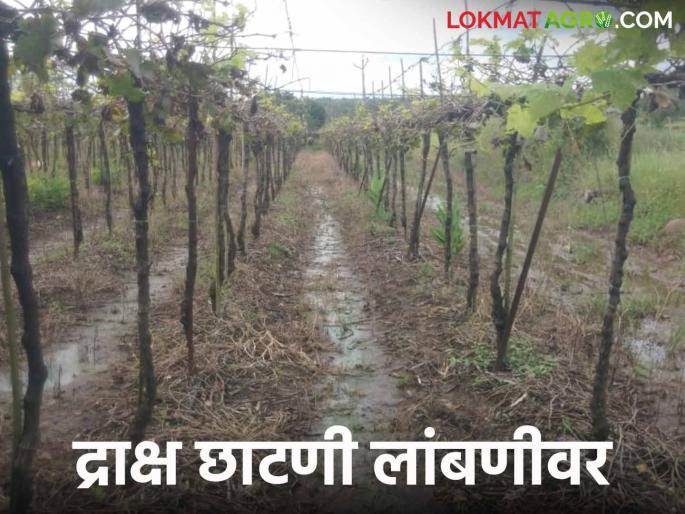 Pruning of grapes delay Signs of grapes coming to the market at the same time this year | द्राक्ष छाटणी रखडली यंदा एकाच वेळी द्राक्षे बाजारात येण्याची चिन्हे