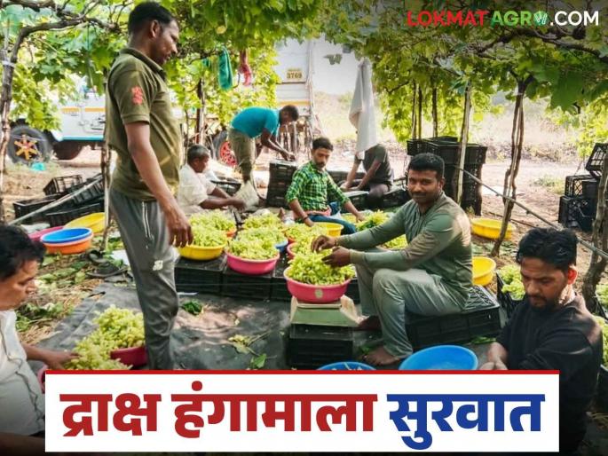 Draksh Bajar Bhav : Traders arrive in Sangli district to buy grapes from other states; How are they getting the price? | Draksh Bajar Bhav : सांगली जिल्ह्यात परराज्यातून द्राक्ष खरेदीसाठी व्यापारी दाखल; कसा मिळतोय दर Draksh Bajar Bhav : Traders arrive in Sangli district to buy grapes from other states; How are they getting the price? | Draksh Bajar Bhav : सांगली जिल्ह्यात परराज्यातून द्राक्ष खरेदीसाठी व्यापारी दाखल; कसा मिळतोय दर