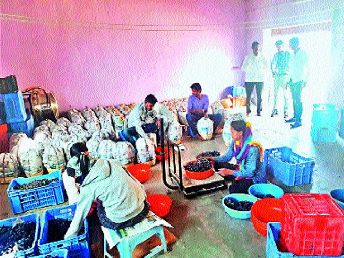 Exports three and a half tons of grapes, growing demand for grapes | साडेतीन हजार टन द्राक्षे निर्यात, द्राक्षांची वाढती मागणी  Exports three and a half tons of grapes, growing demand for grapes | साडेतीन हजार टन द्राक्षे निर्यात, द्राक्षांची वाढती मागणी