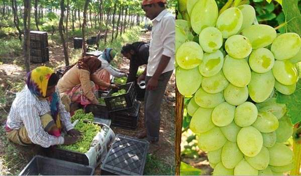  Due to premature shipment of exportable grapes | अवकाळीमुळे निर्यातक्षम द्राक्षांवर संक्रांत