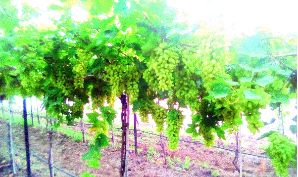  Due to cloudy weather, chances of disease in grape crisis: prices fall due to cloudy weather; Pomegranate, grape growers hit | ढगाळ हवामानामुळे द्राक्षबागा संकटात रोगाची शक्यता : व्यापाºयांकडून दरात घसरण; डाळिंब, द्राक्ष उत्पादकांना फटका