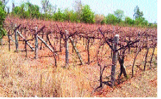 Due to water failure, scrutiny of grapefruit clusters: - Status of Jat taluka | पाण्याअभावी द्राक्षबागांच्या खरड छाटण्या रखडल्या -: जत तालुक्यातील स्थिती Due to water failure, scrutiny of grapefruit clusters: - Status of Jat taluka | पाण्याअभावी द्राक्षबागांच्या खरड छाटण्या रखडल्या -: जत तालुक्यातील स्थिती