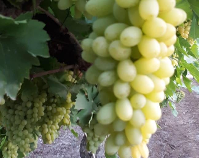 Sweeten the grapefruit grapefruit | कोरोनाने पळविला द्राक्षांचा गोडवा : देशांतर्गत बाजारपेठ बंद Sweeten the grapefruit grapefruit | कोरोनाने पळविला द्राक्षांचा गोडवा : देशांतर्गत बाजारपेठ बंद