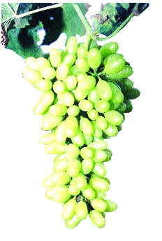 Increase in Exportable Grapes Abuse: Reverse Repo 70 rupees | निर्यातक्षम द्राक्षांच्या अबकारीत वाढ : प्रतिकिलो ७० रुपये कर Increase in Exportable Grapes Abuse: Reverse Repo 70 rupees | निर्यातक्षम द्राक्षांच्या अबकारीत वाढ : प्रतिकिलो ७० रुपये कर