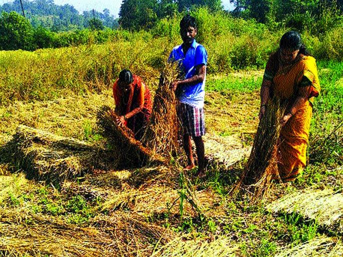 Drought in Palghar district, farmer in tress | पालघर जिल्ह्यात ओला दुष्काळ, बळीराजा हवालदिल Drought in Palghar district, farmer in tress | पालघर जिल्ह्यात ओला दुष्काळ, बळीराजा हवालदिल
