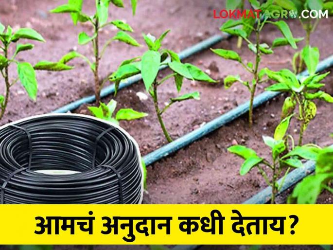 Two crores subsidy of drip irrigation was stopped in the Jat taluka farmers | Thibak Anudan जत तालुक्यात ठिबकचे दोन कोटीचे अनुदान थकले