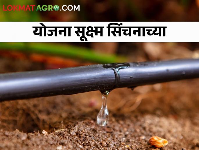 For drip irrigation How much Subsidy to get and where to apply | ड्रीप करताय? किती मिळेल अनुदान आणि कुठे कराल अर्ज For drip irrigation How much Subsidy to get and where to apply | ड्रीप करताय? किती मिळेल अनुदान आणि कुठे कराल अर्ज