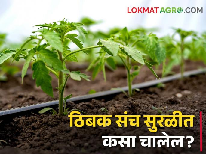 Use drip sets carefully to save fruit trees | Drip Irrigation फळझाडांसाठी ठिबक सिंचन केलंय? हे करा झाडांना कमी पडणार नाही पाणी Use drip sets carefully to save fruit trees | Drip Irrigation फळझाडांसाठी ठिबक सिंचन केलंय? हे करा झाडांना कमी पडणार नाही पाणी
