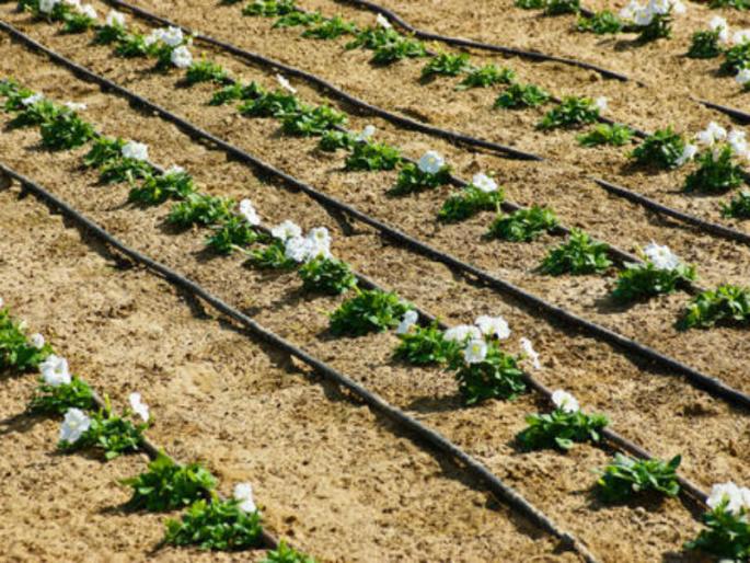 crop management advisory for rain stress in Kharif | सध्याच्या पावसाच्या ताणाचे असे करा व्यवस्थापन crop management advisory for rain stress in Kharif | सध्याच्या पावसाच्या ताणाचे असे करा व्यवस्थापन