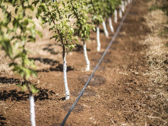 Fruit crops will get a subsidy of 40 thousand for automatic drip irrigation scheme! | फळ पिकांना स्वयंचलित ठिबक सिंचन योजनेसाठी मिळणार 40 हजारांचे अनुदान! Fruit crops will get a subsidy of 40 thousand for automatic drip irrigation scheme! | फळ पिकांना स्वयंचलित ठिबक सिंचन योजनेसाठी मिळणार 40 हजारांचे अनुदान!