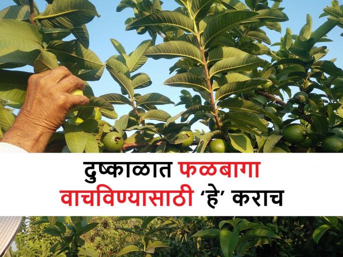 follow 'these' four tips to save orchards during drought | काळजी नको, दुष्काळात फळबागा वाचविण्यासाठी ‘या’ चार गोष्टींचा अवलंब करा follow 'these' four tips to save orchards during drought | काळजी नको, दुष्काळात फळबागा वाचविण्यासाठी ‘या’ चार गोष्टींचा अवलंब करा