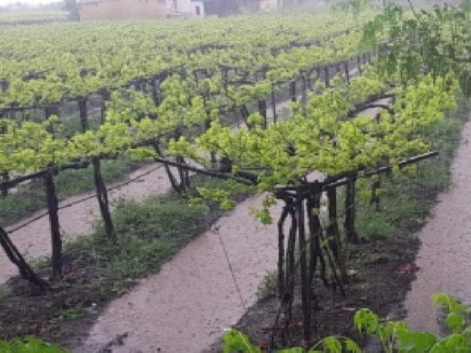 Unseasonal rains muddy 40,000 acres of vineyards in Sangli district | अवकाळी पावसामुळे सांगली जिल्ह्यात ४०,००० एकर द्राक्षबागेचा चिखल Unseasonal rains muddy 40,000 acres of vineyards in Sangli district | अवकाळी पावसामुळे सांगली जिल्ह्यात ४०,००० एकर द्राक्षबागेचा चिखल