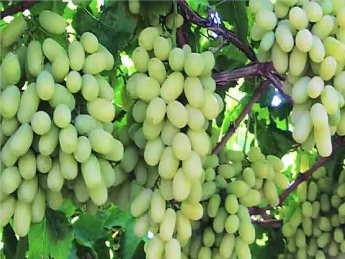 Traders robbing grape growers want Nashik pattern bang | द्राक्ष उत्पादकांना लुटणाऱ्या व्यापाऱ्यांना हवा नाशिक पॅटर्नचा दणका, ..तर फसवणुकीचे धाडस करणार नाहीत Traders robbing grape growers want Nashik pattern bang | द्राक्ष उत्पादकांना लुटणाऱ्या व्यापाऱ्यांना हवा नाशिक पॅटर्नचा दणका, ..तर फसवणुकीचे धाडस करणार नाहीत