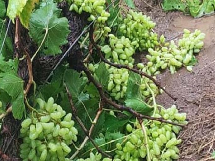 Damage to vineyards is 1100 crores, compensation is only 54 crores; Disillusionment of gardeners in Sangli district | द्राक्षबागांचे नुकसान ११०० कोटींचे, भरपाई अवघी ५४ कोटींची; सांगली जिल्ह्यातील बागायतदारांचा भ्रमनिरास Damage to vineyards is 1100 crores, compensation is only 54 crores; Disillusionment of gardeners in Sangli district | द्राक्षबागांचे नुकसान ११०० कोटींचे, भरपाई अवघी ५४ कोटींची; सांगली जिल्ह्यातील बागायतदारांचा भ्रमनिरास