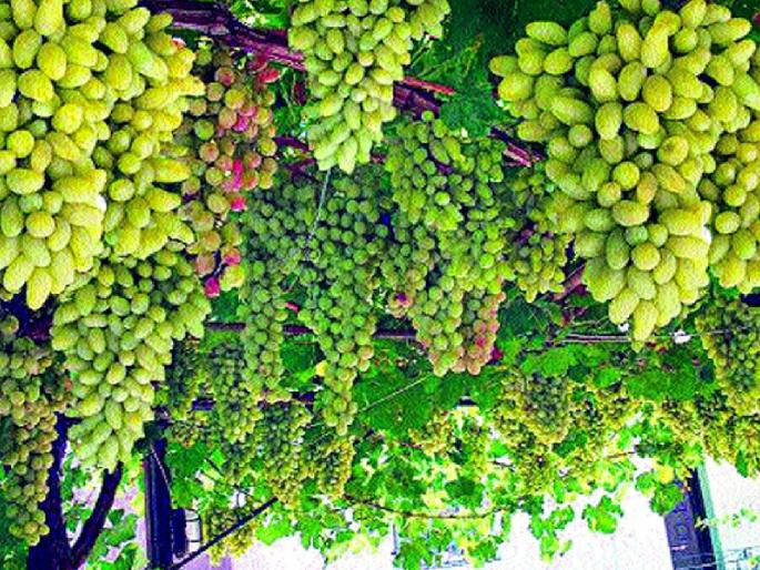Grape industry worth 4 thousand crores is in danger, grape growers are in debt  | चार हजार कोटींचा द्राक्ष उद्योग धोक्यात, द्राक्षबागायतदार कर्जबाजारी  Grape industry worth 4 thousand crores is in danger, grape growers are in debt  | चार हजार कोटींचा द्राक्ष उद्योग धोक्यात, द्राक्षबागायतदार कर्जबाजारी