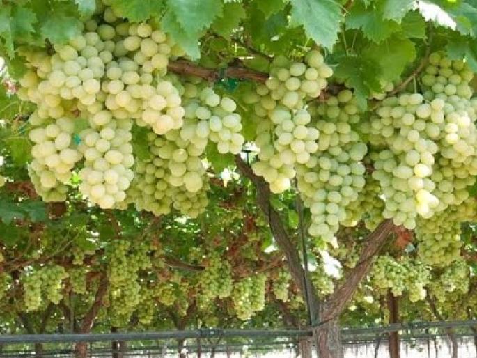 Hawa government initiative to save grape farming, expect substantial concessions including loan waiver | द्राक्ष शेतीला तारण्यासाठी हवा शासनाचा पुढाकार, कर्जमाफीसह भरीव सवलतीची अपेक्षा