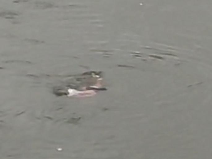 Couple ends life by jumping into Vashishti river chiplun, search underway | Ratnagiri: वाशिष्टी नदीत उडी घेत दाम्पत्याने संपविले जीवन, शोध सुरू