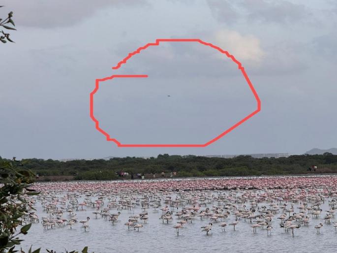 Drones are now a threat to flamingos, NatConnect complains to the Chief Minister | फ्लेमिंगोंना आता ड्रोनचा धोका, नॅटकनेक्टची मुख्यमंत्र्यांकडे तक्रार Drones are now a threat to flamingos, NatConnect complains to the Chief Minister | फ्लेमिंगोंना आता ड्रोनचा धोका, नॅटकनेक्टची मुख्यमंत्र्यांकडे तक्रार