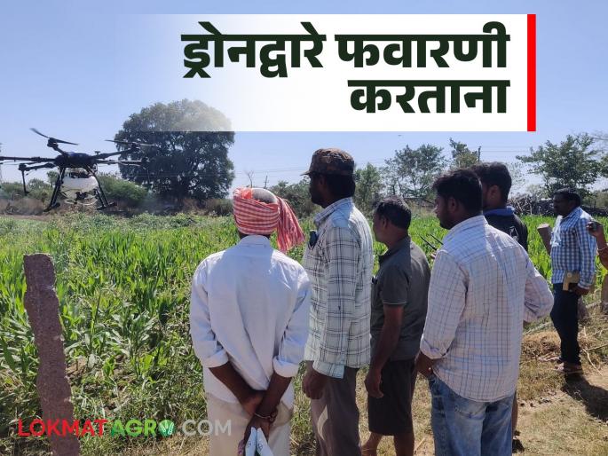 Latest News While spraying with drones, take care of these things, read in detail | Drone Spraying : ड्रोनद्वारे फवारणी करताना 'या' गोष्टींची काळजी हमखास घ्या, वाचा सविस्तर  Latest News While spraying with drones, take care of these things, read in detail | Drone Spraying : ड्रोनद्वारे फवारणी करताना 'या' गोष्टींची काळजी हमखास घ्या, वाचा सविस्तर