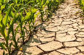 Drought situation in 1,168 villages in Nanded district | नांदेड जिल्ह्यात १ हजार १६८ गावांमध्ये दुष्काळसदृश परिस्थिती Drought situation in 1,168 villages in Nanded district | नांदेड जिल्ह्यात १ हजार १६८ गावांमध्ये दुष्काळसदृश परिस्थिती