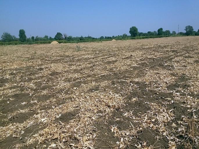 Drought in Marathwada : droughts influence increased in Aundha taluka | Drought In Marathwada : औंढा तालुक्यात दुष्काळाची दाहकता वाढली