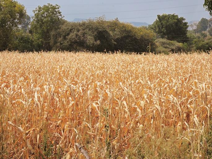 ... then the bread really becomes expensive | ...तर खरंच भाकरीला महाग होऊ ... then the bread really becomes expensive | ...तर खरंच भाकरीला महाग होऊ